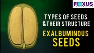 Types of Seeds and their Structure Exalbuminous seeds [upl. by Ecnerrat]