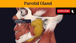 Parotid Gland  Parotid mould or Bed  Parts  Relations  Blood supply  Secretomotor Pathway [upl. by Adnael]