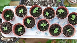 Growing Paulownia From Seed [upl. by Thar]