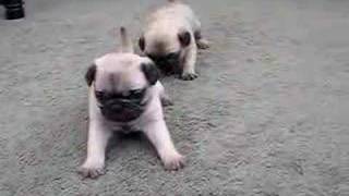 Pug Puppies 4 Weeks Old [upl. by Uda39]