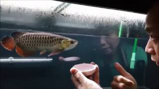 LIOW VIDEO Special Arowana Video for my YT friends 龙鱼喂食短片 [upl. by Sielen]