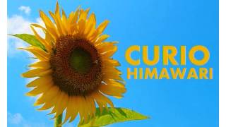 CURIO  Himawari  ひまわり    SunFlower [upl. by Marijn]