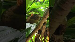 Tarsier Sanctuary tarsier shorts [upl. by Yeldar567]