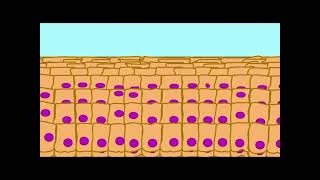 Keratinocytes Life Cycle [upl. by Akisey658]