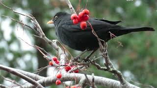 Blackbird foraging in a rowan tree [upl. by Thrasher]