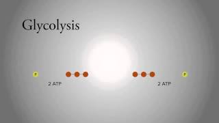 Glycolysis [upl. by Eiramnwad530]