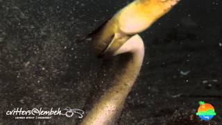 Black saddle snake eel [upl. by Hairej]