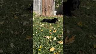 Relaxing in the grass ricky outside fall relaxing dog dachshund [upl. by Kalie]