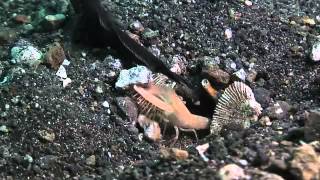 Critter Hunt Teamwork  Shrimp and Gobies [upl. by Holbrooke]