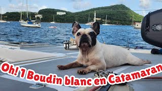 26 Un Bouledogue Français en Catamaran … [upl. by Ycaj903]