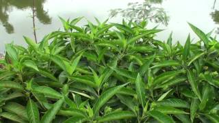 Justicia adhatoda  herb to treat cold asthma cough [upl. by Candide]