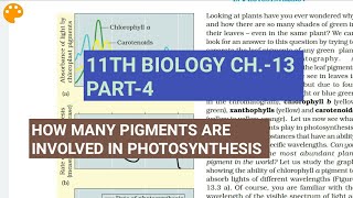 Class 11 BiologyCh13 Part4Pigments involved in photosynthesisStudy with Farru [upl. by Schell]