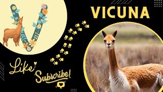 V for Vicuna  animal videos for kids  animal videos  kids videos  Animals [upl. by Heater]