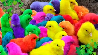 Menangkap ayam lucu ayam warna warni ayam rainbow bebek angsa ikan hias ikan cupang kelinci [upl. by Attiuqehs]