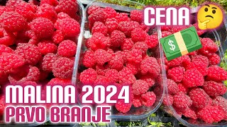 Malina cena 2024 Prvo branje u nikad gorem malinjaku [upl. by Etram202]