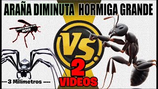 DIMINUTA ARAÑA NEGRA VS HORMIGA CABEZA ROJA GRANDE  2 VIDEOS [upl. by Anayk205]