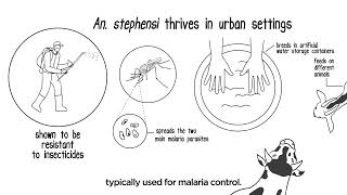 Malaria The spread of Anopheles stephensi in Africa [upl. by Herzberg]