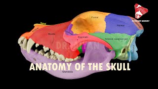 anatomy of the canine skull [upl. by Valenta]