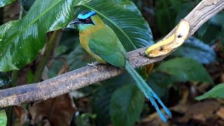 Lessons Motmot in Costa Rica [upl. by Ocirne]