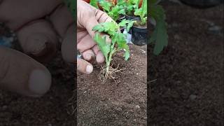 One stapes to repot Chrysanthemum chrysanthemum gardening [upl. by Atahs]