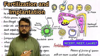 fertilization and implantation  NEET  NCERT  class 12 [upl. by Wes815]