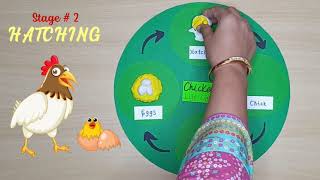 Life Cycle of Chicken  Development Stages of Chicken Hen  Life Science  GHM  KBPG [upl. by Yrailih]