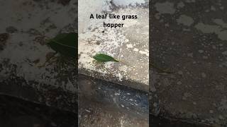 A leafhopper on the stairs 🦗 [upl. by Enyawal]