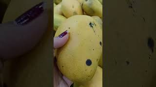 sweet mango picking mango shorts video [upl. by Mattah]