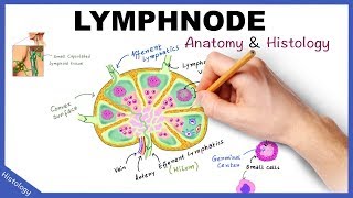 LYMPH NODE Anatomy amp Histology Simplified  Lymphatic System [upl. by Nnayrb]