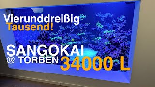 SANGOKAI  Torben 34000 L Korallen amp seltene Fische [upl. by Acinod]