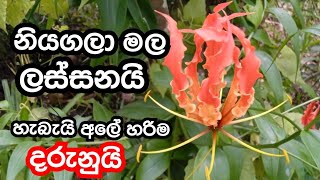 මල් ලස්සන උනාට අලේ විශ නියගලා මල Denger flower but very beautiful flower denger beauty [upl. by Ulane]