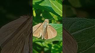 Pelopidas Mathias branded swift youtubeshorts butterfly nature birdlover fypシ゚viral 2024 [upl. by Rennane759]