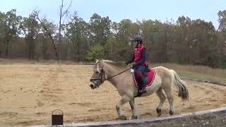 Cheryl Petersen Bjorn VI T1 Nov 4 Pony Cup Dressage online competition [upl. by Esteban621]