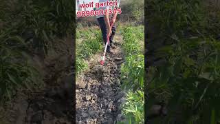 Wolf garten cultivator🔥 youtube gardeningtools farming shorts [upl. by Nosac]