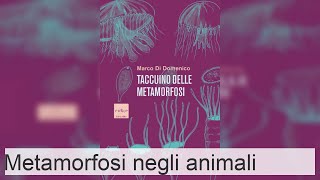 La metamorfosi negli animali  Invertebrati vertebrati ed esempi [upl. by Aenotna735]