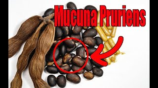 Unlocking the Power of Mucuna Pruriens [upl. by Hnilym240]