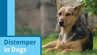 Distemper in Dogs [upl. by Rebmac]