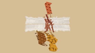 GPCR NEXUS [upl. by Pembroke]