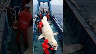 Giant Sea Monster Caught by Fishermen [upl. by Yelnet529]