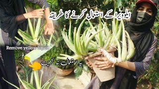 Aloe Vera info  istemal karne ka tarika  How to grow amp care alovera plant  benefits of aloe Vera [upl. by Garret443]