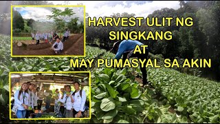 HARVEST ULIT NG SINGKANG AT MAY PUMASYAL SA AKIN FROM BB FARM [upl. by Yliah]