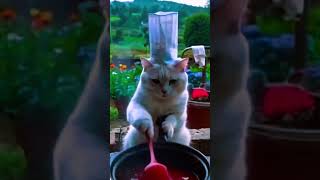 Cat cutting meat 🍖🥓cat catdancer catvideos cute catdancefever funny dancingcat funnycatvideo [upl. by Nainatrad305]