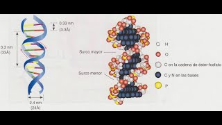 Ácidos nucleicos [upl. by Jadwiga]