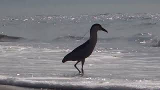 Black crowned Night Heron Fourth of July  2024 [upl. by Gabriello]