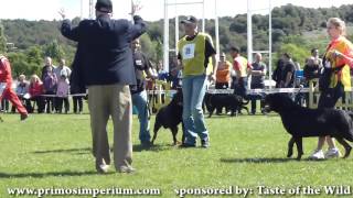 IFR WORLD ROTTWEILER SHOW Barcelona 2012 PRIMO vom hause Edelstein [upl. by Berlin]