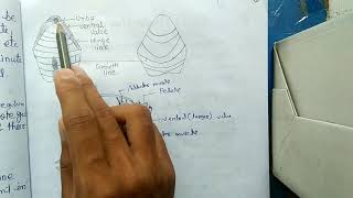 BRACHIOPODS  MORPHOLOGY HINDI [upl. by Aymahs]