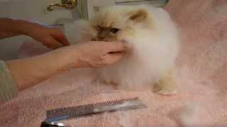 How To Trim A Persian Or Himalayan Cats Mane or Ruff [upl. by Etyam]