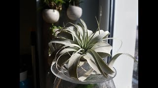 tillandsia  oplatwa podlewanie [upl. by Avir206]