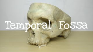 Temporal Fossa  Chart  Head and Neck  The Charsi of Medical Literature [upl. by Ewan916]