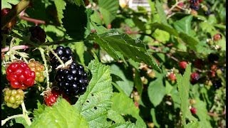 How to Grow Wild Blackberry  Great Fruit little effort [upl. by Yuzik18]